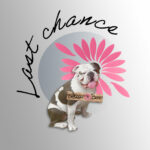 Lebazaracaro - Last Chance - boutique en line de vêtements, mode femme, unisexe, goodies, vintage...